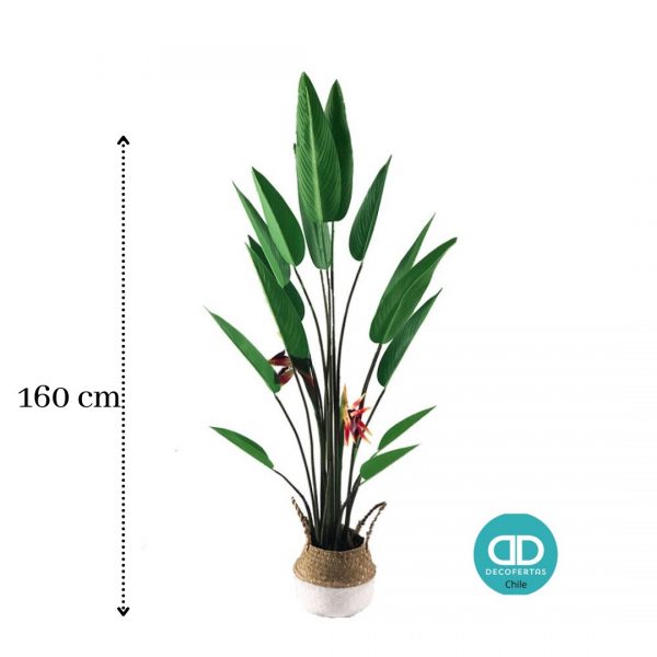 Bird Of Paradise 160 cm - Imagen 2