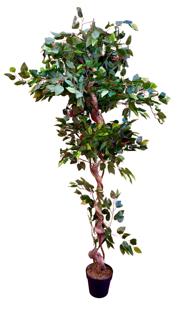Ficcus artificial - Imagen 4