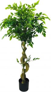 Ficcus artificial