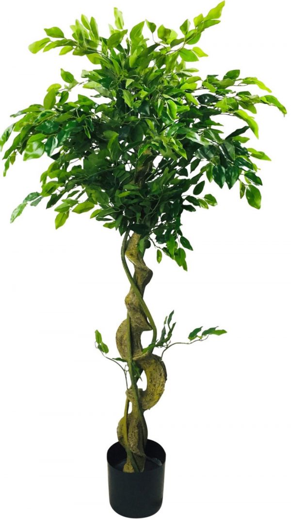 Ficcus artificial